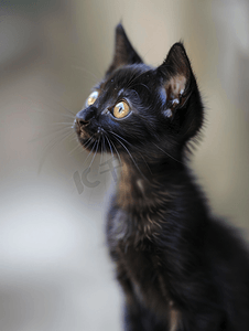 泰国黑猫的肖像泰国饲养的小猫
