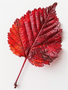 剪纸风叶子摄影照片_九皮风果灌木落下的红叶