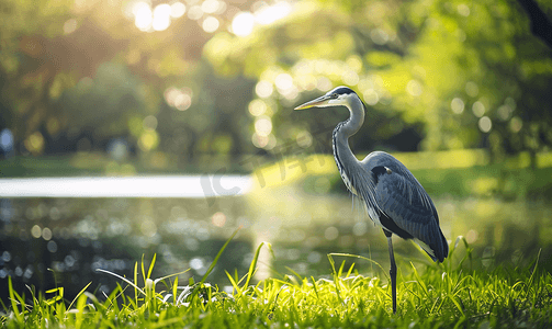 灰色水摄影照片_大蓝色站在奥湖附近的公园里吃苍鹭