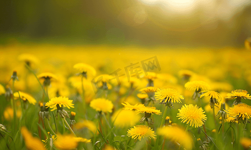 草地上有黄色蒲公英黄色蒲公英对黄绿色田野的模糊