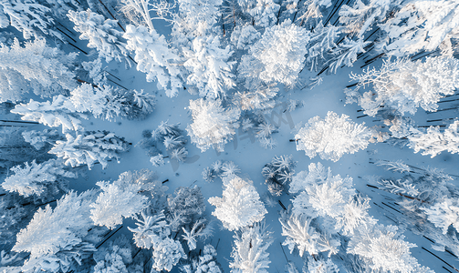 无人机拍摄的美丽童话般的冬日雪晨森林