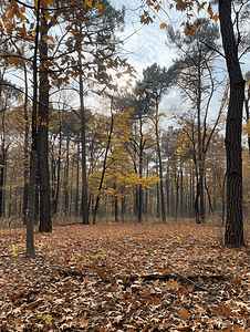 森林空地被落叶覆盖橡树