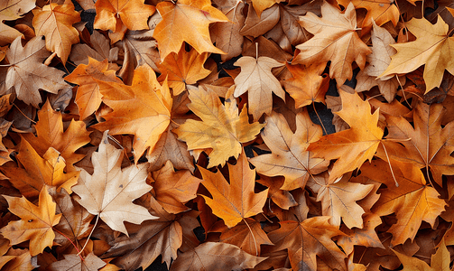 秋天的背景从斑驳的落叶