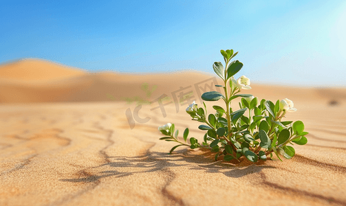 圆形花朵摄影照片_沙漠里的沙子上生长着绿色植物和花朵