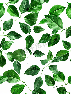 生态植被摄影照片_白色背景后视图上孤立的绿叶图案