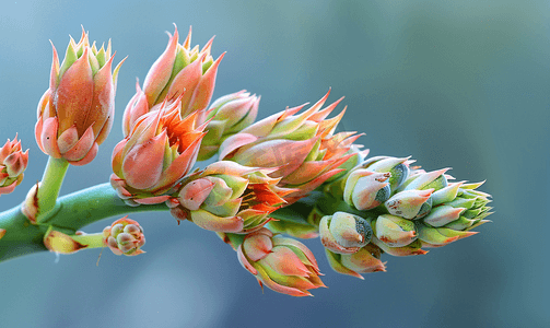 龙舌兰植物花蕾的特写
