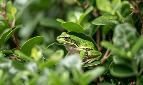 德克萨斯州休斯顿一只绿树蛙与绿色植物融为一体