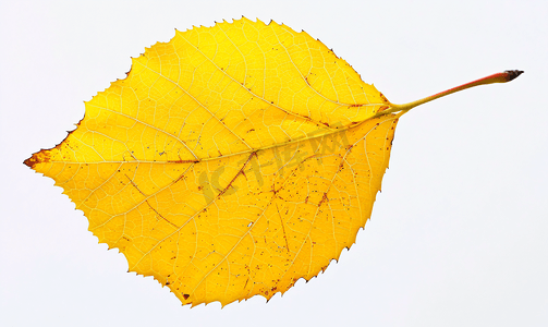 杨树舟蛾摄影照片_孤立的白杨树秋黄色落叶