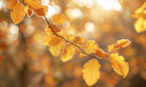 红色叶子秋天摄影照片_黄叶祝愿秋天的树叶呈红色和金色