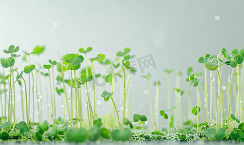 幼嫩的微型蔬菜豌豆生芽蔬菜从植物种子发芽