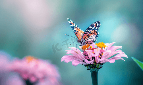 粉色百日草花上的蝴蝶