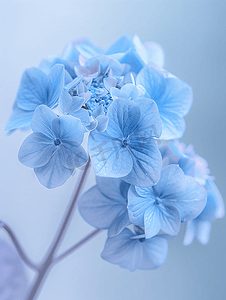 东格林斯特德开花的蓝色花边绣球花