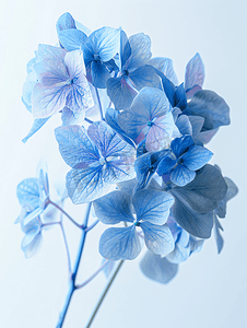 绿色叶子花边摄影照片_东格林斯特德开花的蓝色花边绣球花
