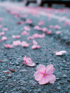 汽车春分摄影照片_地上的粉红色花和汽车