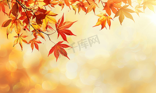 粉金色计灯管倒计时摄影照片_黄叶祝愿秋天的树叶呈红色和金色