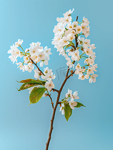 蓝色背景中樱花盛开的枝条的春日花束