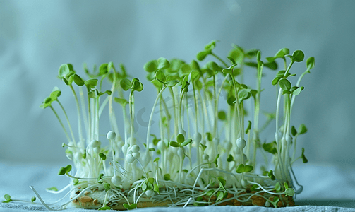 幼嫩的微型蔬菜豌豆生芽蔬菜从植物种子发芽