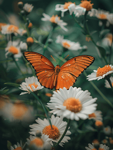 美丽的橙色蝴蝶栖息在一朵白花上