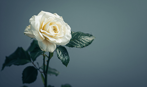 绿色玫瑰花摄影照片_灰色背景中天然的白玫瑰花