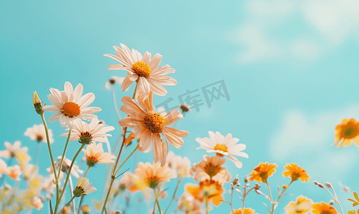 植物草本摄影照片_夏季盛开的美丽开花金光菊