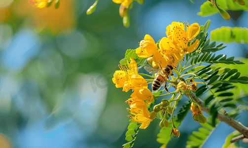 一只蜜蜂坐在罗望子花上