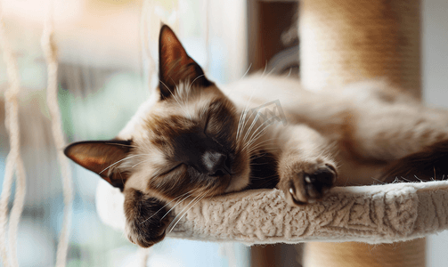 躺着休息摄影照片_暹罗猫在平台上休息