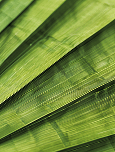 效果图远景摄影照片_像扇子一样折叠的绿色新鲜棕榈叶的特写和背景