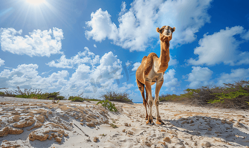 卡通嘴摄影照片_阿鲁巴岛令人惊叹的单峰骆驼