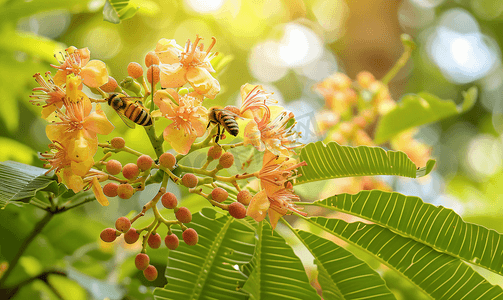 一只蜜蜂坐在罗望子花上