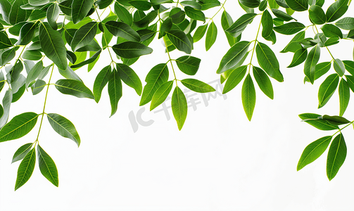 绿叶背景摄影照片_绿叶图案叶攀爬荆树孤立在白色背景
