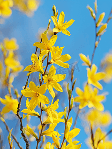 蓝天背景中黄色开花的连翘灌木