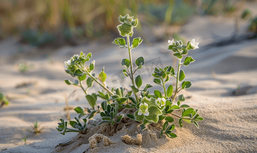 绿色植物花朵摄影照片_沙漠里的沙子上生长着绿色植物和花朵