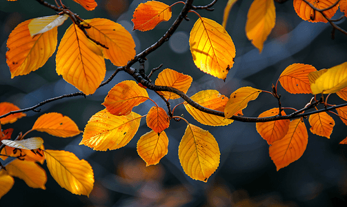 金色小彩带摄影照片_黄叶祝愿秋天的树叶呈红色和金色