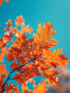 蓝天下红橡树的橙色叶子