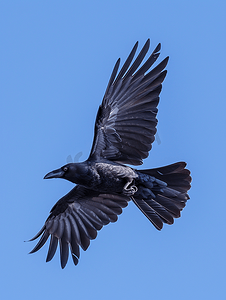 天猫质感纹理摄影照片_天空中的鸟蓝色背景上的乌鸦