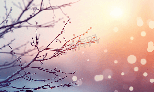 冬季日落时分干树枝的框架