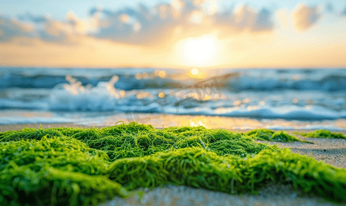 绿色圆角粽子摄影照片_海滩上的绿色苔藓可欣赏日出和海浪