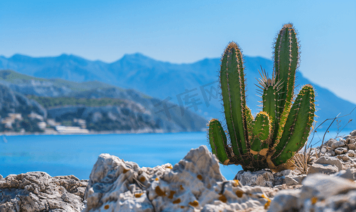 亚得里亚海黑山岸边的大型仙人掌或其他多汁植物