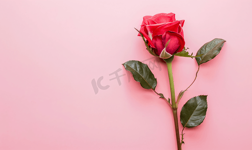 红玫瑰花与粉红色垂直背景
