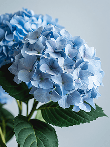花园户外摄影照片_蓝色绣球花的特写