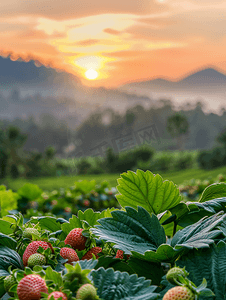 清迈摄影照片_泰国清迈草莓园的早晨日出