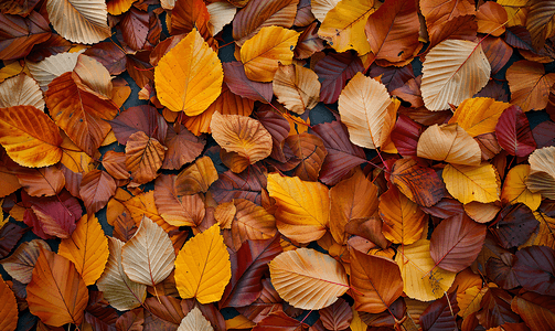 自然秋天落叶的顶视图