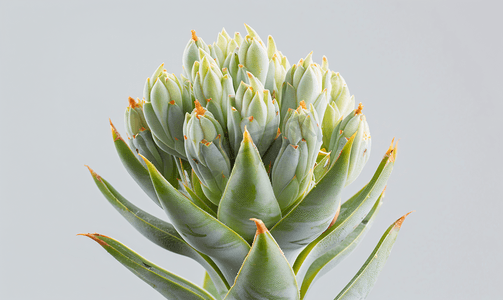 龙舌兰植物花蕾的特写