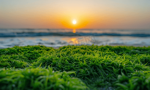 海滩上的绿色苔藓可欣赏日出和海浪