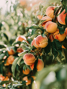 德国宝格雷摄影照片_格雷梅公园树上未成熟的桃果