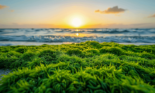 海滩上的绿色苔藓可欣赏日出和海浪