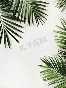 棕榈背景摄影照片_白色背景上的热带绿色棕榈叶平躺顶视图
