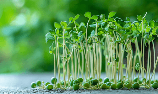 植物豌豆摄影照片_幼嫩的微型蔬菜豌豆生芽蔬菜从植物种子发芽