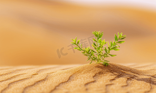 土地干裂手绘摄影照片_沙漠里的沙子上生长着绿色植物和花朵