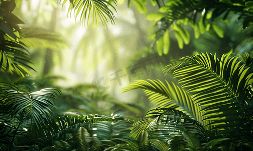 热带森林景观有蕨类植物和绿叶树木